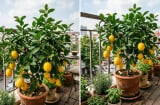 Cách trồng chanh trong nhà để cây ra quả quanh năm, không còn cảnh “xanh tốt nhưng vô trái”