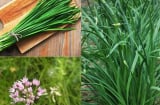 Loại rau bổ hơn thịt, tốt như ‘thuốc tự nhiên’: Dễ trồng như cỏ dại nhưng ít người biết để ăn