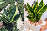 Ai nên trồng Cây Lưỡi Hổ? 2 mệnh hợp trồng cây này nhất