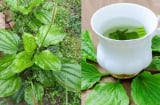 4 loại lá đun nước uống giúp mát gan, thải độc gan