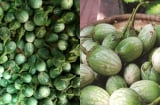 Cà đắng Tây Nguyên: Loại quả “đắng lạ” từng bị bỏ quên, giờ thành đặc sản khiến ai ăn cũng nhớ