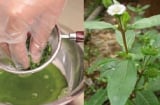 Đem loại cỏ này nấu nước gội đầu, giúp giảm rụng tóc, kích thích mọc tóc: Ở Việt Nam mọc dại khắp nơi