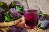 Những người nên cẩn trọng khi dùng nước lá tía tô
