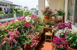 7 loài hoa dễ trồng giúp ban công rực rỡ quanh năm, người bận rộn cũng làm được