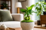 Cây tài lộc đặt ở đâu trong nhà để hút vượng khí? 5 vị trí đẹp giúp không gian sáng bừng tài vận