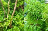 Nhà đang trồng cây đinh lăng cần chú ý 5 điều sau
