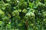 5 loại cây phong thủy người giàu rất thích trồng, nhà có 1 cây cũng hút tài lộc