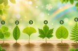 Quiz: Chọn 1 chiếc lá bạn thích nhất: Tiết lộ chỉ số may mắn của bạn cao hay thấp