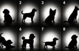Quiz: Bạn chọn hình bóng chú cún nào sẽ tiết lộ điểm mạnh nổi bật mà bạn bỏ qua