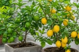 Vì sao nhà nào cũng nên trồng một cây chanh? Đọc xong bạn sẽ muốn có ngay một cây