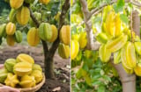 3 vị trí trồng khế tốt nhất: Đó là vị trí nào?