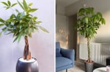 Cây kim ngân thắt bím có ý nghĩa gì? 3 mệnh này được như 'máy hút lộc' tài vận tới không ngừng