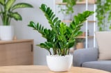 Trồng cây kim tiền đừng bỏ qua những 'lưu ý vàng': Vừa tăng cảm giác hút tài lộc vừa tránh rước rắc rối