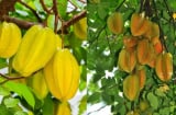 Vì sao nên trồng cây khế trước nhà? Ý nghĩa đặc biệt, nhiều người chưa biết