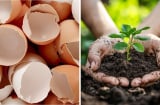 Ăn trứng đừng vội bỏ vỏ đi: Chúng có tới 21 công dụng hữu ích ai cũng thích, tiết kiệm cả đống tiền