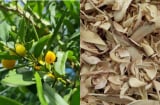 Loài cây gai góc ít ai để ý ở miền Trung, rễ được săn lùng vì giá đắt ngang vàng