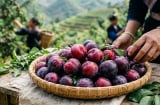 Loại quả đặc sản Sơn La được ví là “trái cây tốt nhất thế giới”: Trồng một lần, thu hoạch nhiều năm