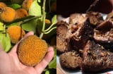 Loại quả từng rụng đầy bờ rào nay thành đặc sản “gây sốt”, giá hơn 100.000 đồng/kg vẫn cháy hàng