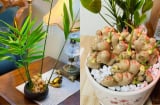 Vì sao nhiều người thích trồng gừng trong nhà? Có 5 ý nghĩa đặc biệt
