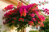 Vì sao nhiều người xem việc trồng cây hoa giấy trong nhà là đại kỵ?