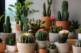 Vì sao xương rồng đẹp nhưng nhiều người vẫn kiêng trồng trong nhà?