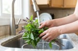 Người thích ăn rau húng quế nên biết điều này để tránh “lợi bất cập hại”