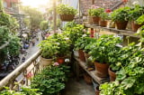 Loài cây thơm như nước hoa, giúp xua muỗi tự nhiên, nhiều gia đình mê trồng mùa hè
