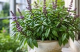 Vì sao nên trồng một chậu húng quế? Loạt lợi ích bất ngờ từ sức khỏe đến tài lộc