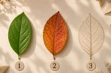 Quiz: Chọn 1 chiếc lá bạn thích để xem trong mắt người khác, bạn thuộc tuýp người như thế nào?