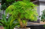 Trồng cây đinh lăng ở đâu tốt nhất? Nhà ai đang trồng cần biết điều này