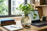 Vì sao nhiều phụ huynh đặt chậu trầu bà trên bàn học của con?