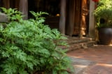 Người xưa dặn nên trồng ngải cứu trước nhà, công dụng bất ngờ