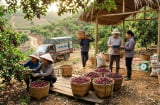Từng bị bỏ quên nơi bờ rào, nay loại quả này thành đặc sản thành phố giá tới 80.000 đồng/kg