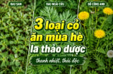 3 loại cỏ ăn mùa hè là thảo dược thanh nhiệt, thải độc