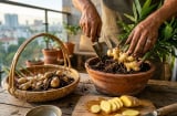 5 lý do nên trồng gừng trong nhà: Vừa tiện đủ đường, vừa giúp tiết kiệm tiền chợ