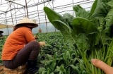 Loại rau nhiều sắt hơn thịt bò, là 'vũ khí' ngừa ung thư