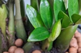 Nhà giàu thích nhất trồng 5 cây này trước cửa: Nhà bạn có chưa?