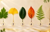 Quiz: Chọn 1 chiếc lá bạn ấn tượng nhất để xem bạn có khả năng tư duy độc đáo để tạo ra tiền?