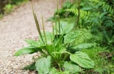 Loại cây mọc đầy ven đường, khắc tinh sỏi thận