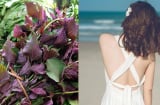 Cách dùng lá tía tô làm sạch mụn lưng, trắng da, giảm thâm