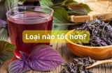 Uống nước lá tía tô tươi hay khô sẽ tốt hơn?