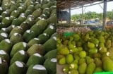 Vì sao nhiều người bán cắt một phần đầu quả mít rồi bôi chất trắng lên? Sự thật không phải ai cũng biết