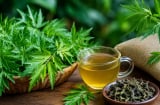 Cách dùng lá đinh lăng hỗ trợ ngủ ngon, tăng cường sức khỏe