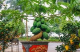 Vì sao đu đủ được xem là cây mang ý nghĩa “đủ đầy”? Có nên trồng trước nhà để hút tài lộc?