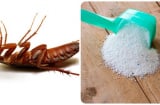 Cách đuổi gián chạy nhanh ra khỏi nhà không cần dùng hóa chất