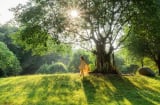 Không gian sống chữa lành: Xu hướng kiến trúc và du lịch xanh hiện đại