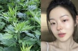 Cách dùng ngải cứu làm trắng da, giảm thâm nám hiệu quả