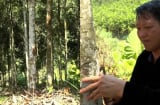 Từ vùng đất hoang sơ đến “thủ phủ tỷ phú quế”: Câu chuyện đổi đời của người Mông ở Mỏ Vàng