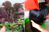 Cách gội đầu bằng lá tía tô giúp sạch gàu, tóc bồng bềnh, tóc con mọc lên tua tủa