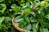 Lá xạ đen  tốt nhưng không phải ai cũng nên dùng, những lưu ý cần biết tránh tác dụng phụ